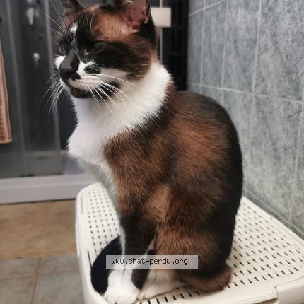 Photo 1/1 BISOU Chat lost in Les mureaux