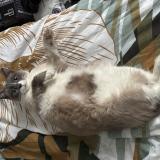 Picture of cat lost at Tarbes