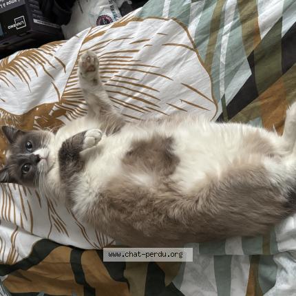 Photo 1/1 Anne Chat lost in Tarbes