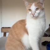 Picture of cat lost at Poitiers