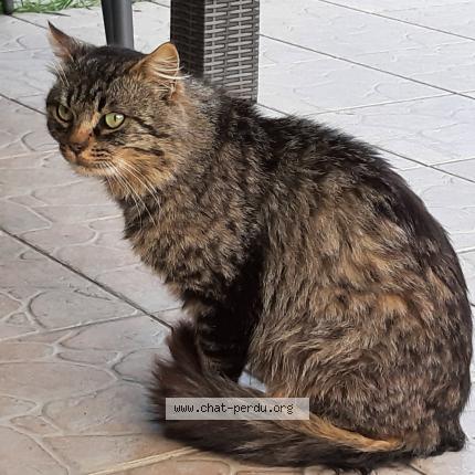 Photo 1/1 Found cat Found in Negrepelisse