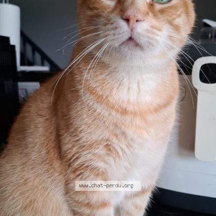 Photo 1/1 Tigroo Chat lost in Petit bourg