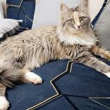 Picture of cat lost at Puiseux En Bray