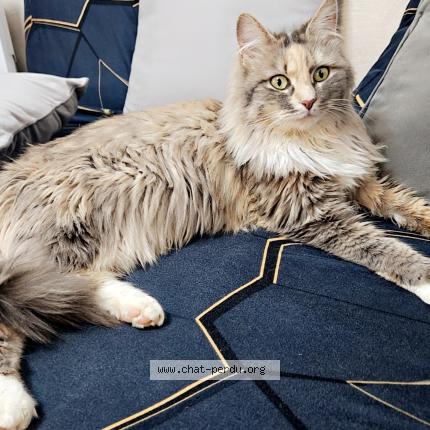 Photo 1/1 Topaze Chat lost in Puiseux en bray