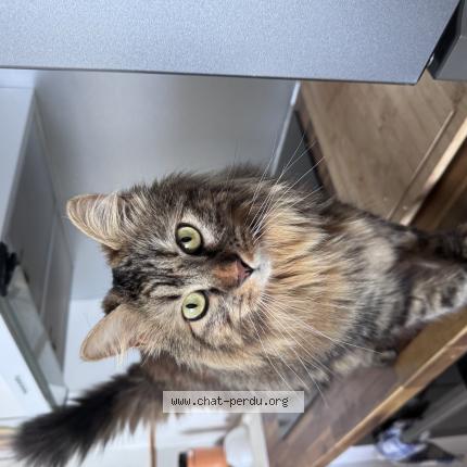 Photo 1/1 Poupette Chat lost in La montagne saint denis