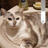 Picture of cat lost at Bruges