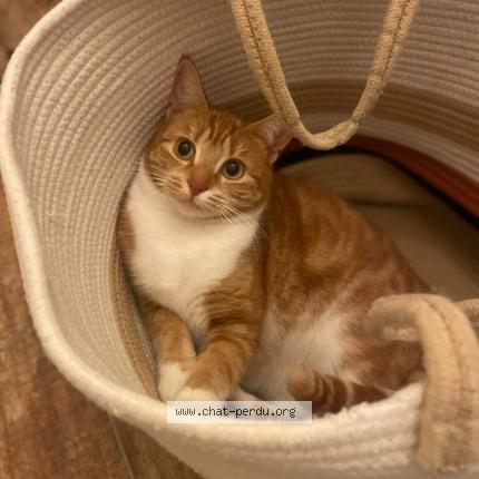 Photo 1/1 Minette Chat lost in Saint hilaire saint florent