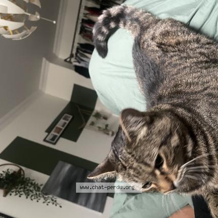 Photo 1/1 Minnie Chat lost in Saint sauveur