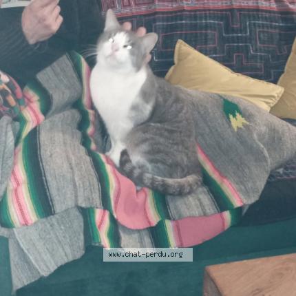 Photo 1/1 blacky Chat lost in Souppes sur loing