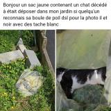 Picture of cat found at Saint Florent Le Vieil