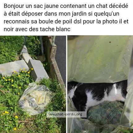 Photo 1/1 Found cat Found in Saint florent le vieil