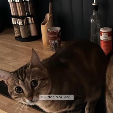 Photo 1/1 Milo Chat lost in Valence