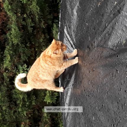 Photo 1/1 Sybra Chat lost in Maine de boixe