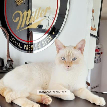 Photo 2/2 Kito Chat lost in Middelkerke