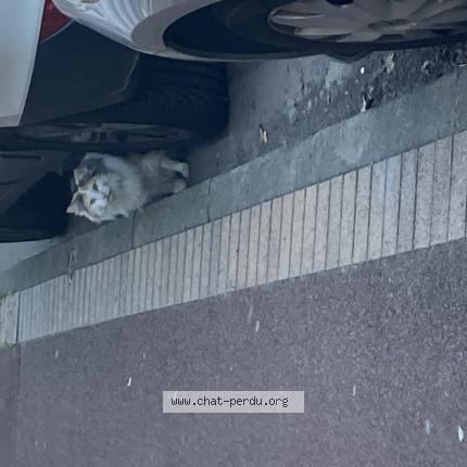 Photo 1/1 Found cat Found in Marcq en baroeul