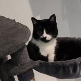 Picture of cat lost at Beaune