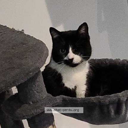 Photo 1/1 Mia Chat lost in Beaune