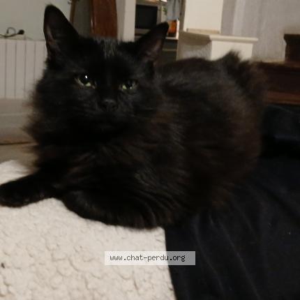 Photo 1/1 Black Chat lost in Preixan