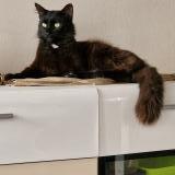 Picture of cat lost at L Isle Sur La Sorgue