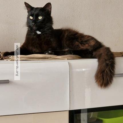 Photo 1/1 Zeus Chat lost in L isle sur la sorgue