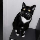 Picture of cat lost at Ancourt