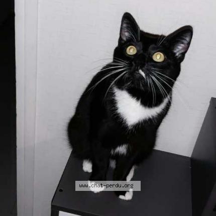 Photo 1/1 Thimon Chat lost in Ancourt