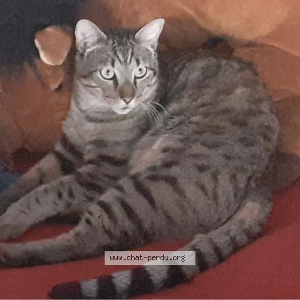 Photo 1/1 Griffon Chat lost in Orleans