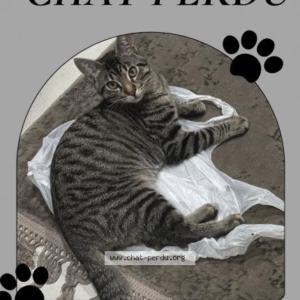 Photo 1/1 Minnoş Chat lost in Sotteville les rouen