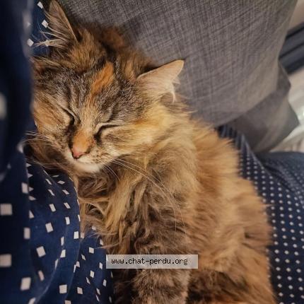 Photo 1/1 Mafy Chat lost in Ixelles