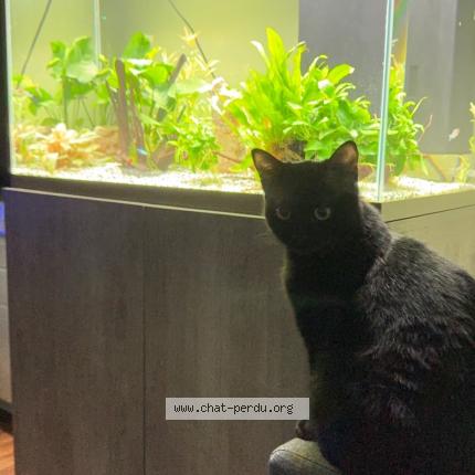 Photo 1/1 Uno Chat lost in Oissel