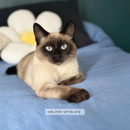 Photo 1/1 Litkat Chat lost in Cherbourg octeville