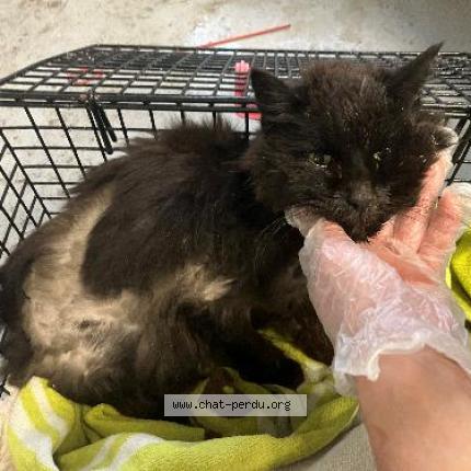 Photo 1/1 Found cat Found in Hem