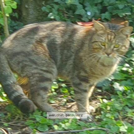 Photo 1/1 Found cat Found in Echirolles