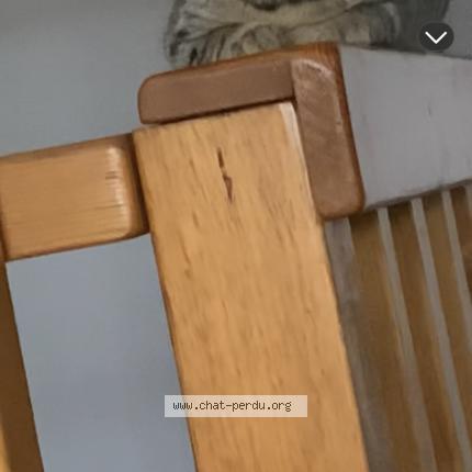 Photo 1/1 Bella Chat lost in Tourves