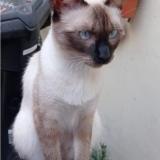 Picture of cat lost at San Miguel