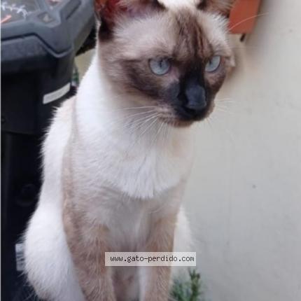 Photo 1/1 Didi Chat lost in San miguel