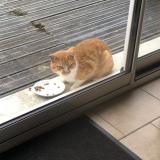 Picture of cat found at Meurce