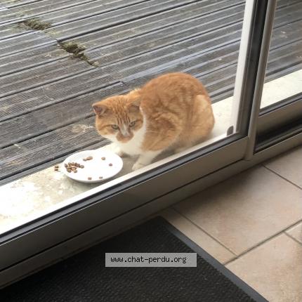 Photo 1/1 Found cat Found in Meurce