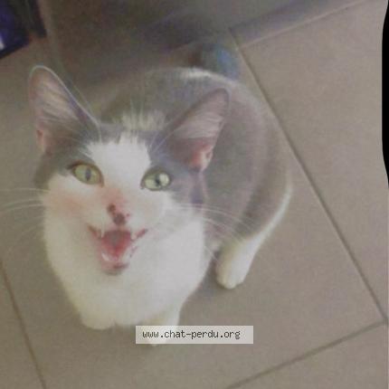 Photo 1/1 Chouchou Chat lost in Balaiseaux