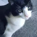 Picture of cat lost at Longpre Les Corps Saints