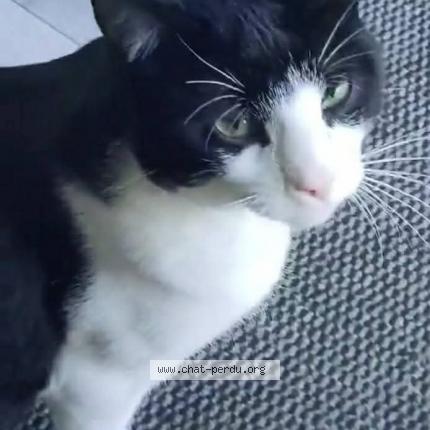 Photo 1/1 Mimine Chat lost in Longpre les corps saints