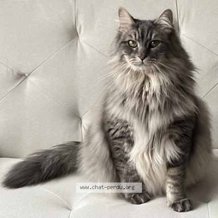 Photo 1/1 Sky Chat lost in Clichy