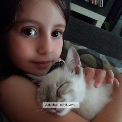 Photo 1/1 Leo Chat lost in La garde