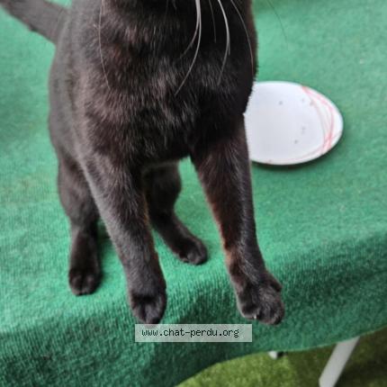 Foto 1/1 Kat teruggevonden Gevonden in Andenne