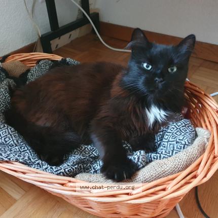 Foto 1/1 Gatto ritrovato Smarrito a Fribourg