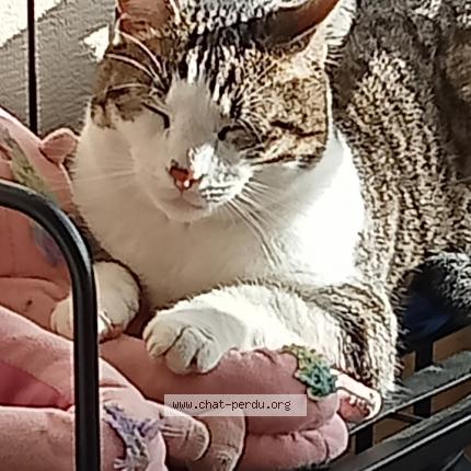 Photo 1/1 Syrius Chat lost in Trelivan