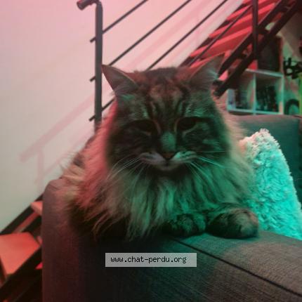 Photo 1/1 Found cat Found in Beauzelle