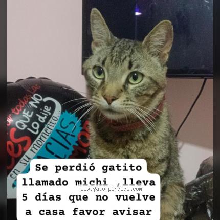 Photo 1/1 Michi Chat lost in Santiago