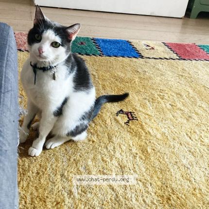 Photo 1/1 Boubou Chat lost in Montreuil