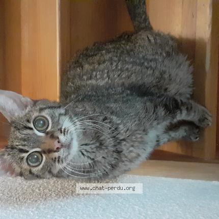 Photo 1/1 Nathalie MENIN Chat lost in Ambronay